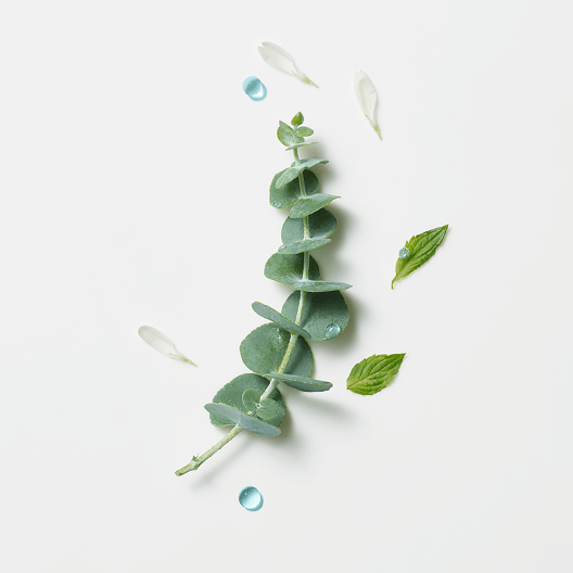 Menthe & Eucalyptus